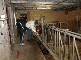 Lando vil så gerne kløes