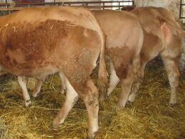 Her er 3 store kvier omkring 10-12 måneder gamle