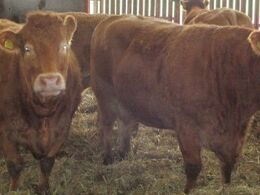 Og store køer i avlsbesætningen, hvor der avles efter mixtype dyr.