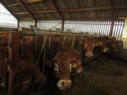 Hedens Limousine v. Ole Winther-Jensen. Besætningen består af 5-6 moderdyr