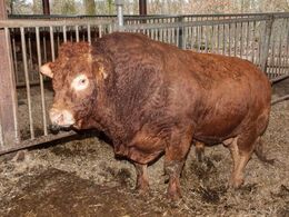 Avlstyren, som er til salg, fik mange beundrende blikke