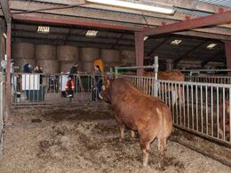 Bagfra er tyren også imponerende