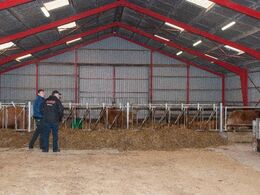 Den ene ende af maskinhuset er indrettet til stald for besætningens 12 køer