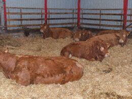 Køerne har god plads og masser af strøelse