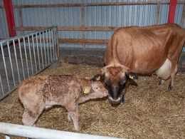 En næsten nyfødt kalv har på grund af særlige omstændigheder fået en jerseyko som plejemor