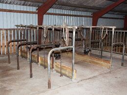 Her lærer fravænnede kalve at stå bundet