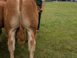 Tyre 10-12 mdr. Kun én tyr i holdet, Arden Timo fra Casper Thorsen, Arden