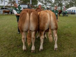 Tyre 12-14 mdr. Fløjvinder Ingersminde Tempo fra Per Lynge Laursen, Arden