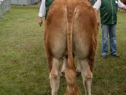 Tyre 14-16 mdr. Kun én tyr i holdet, Engkjær Trivor P fra Engkjær Limousine, Brørup