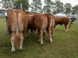 Tyre 16-18 mdr. Fløjvinder blev Bøgely Tommy fra Karsten Sølvhøj, Hedensted