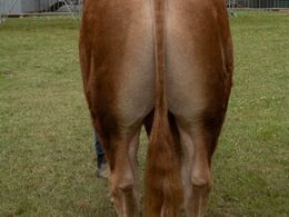 Tyre 18-21 mdr. Kun én tyr i holdet, Birkely Soprano fra Krogens Limousine, Ferritslev Fyn