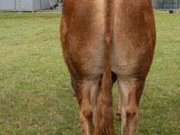 Tyre 24-30 mdr. Kun én tyr i holdet, Ingersminde Sergent fra Søgaard Limousine, Brovst