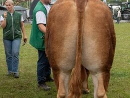 Tyre 30-36 mdr. Kun én tyr i holdet, Løserupgård Pondus PP fra Løserupgård Limousine, Holbæk