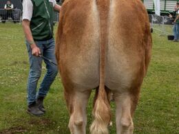 Tyre over 36 mdr. Kun én tyr i holdet, Skovlund Ryan fra Skovlund Limousine, Toftlund.