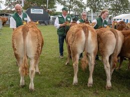 Kvier 5-6 mdr. Kun én kvie i holdet, Randers Ulrikka (tv) fra Freddie L. Christiansen, Mørke
