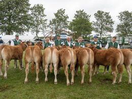 Kvier 6-8 mdr. Fløjvinder Engkjær Udoline, fra Engkjær Limousine, Brørup