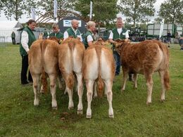 Kvier 8-10 mdr. Fløjvinder Egs Tricia fra Eg’s Limousine, Karby