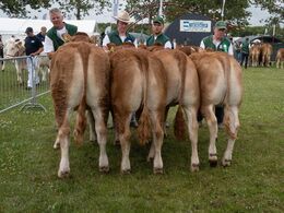 Kvier 10-12 mdr. Fløjvinder Gulleruplunds Toffee fra Gulleruplund Limousine, Nykøbing M