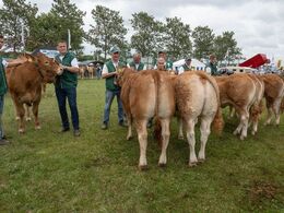 Kvier 12-14 mdr. Fløjvinder Kloster Thalia (står omvendt tv) fra Kloster Limousine, Langå