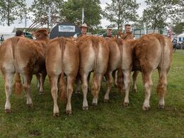 Kvier 16-18 mdr. Hold i katalognummerorden Fløjvinder Skovlund Tea P (i midten) fra Skovlund Limousine, Toftlund