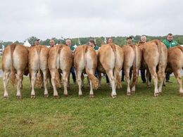 Kvier 18-21 mdr. Fløjvinder Karensminde Smukke fra Søren Hedegaard Jensen, Ansager
