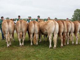 Kvier 21-24 mdr. Fløjvinder Risvang Simona fra Bent Svenning Jessen, Brørup