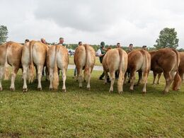 Kvier 24-27 mdr. Fløjvinder Risvang Saga fra Bent Svenning Jessen, Brørup