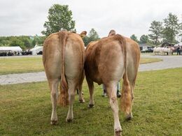 Kvier 27-30 mdr. Birkely Soffi fra Grunnet Limousine, Billund