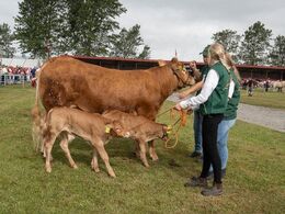 Køer under 3 år m. kalv. Kun én ko i holdet, Lindegården Savannah fra Per Lynge Laursen, Arden