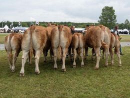 Køer 3-5 år m. kalv. Fløjvinder Engkjær Omg fra Engkjær Limousine, Brørup. Billede 1 af 2.