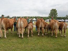 Køer 3-5 år m. kalv – sidste del af det store hold