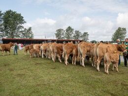 Køer over 5 år m. kalv. Et stort hold. Fløjvinder Juliene (i baggrunden) fra Kloster Limousine, Langå