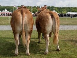 Køer 3-5 år u. kalv. Kun én ko i holdet Kjeldgaard Primadonna (tv) fra Casper Thorsen, Arden