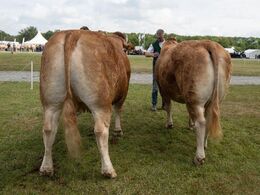 Køer over 5 år u. kalv. Fløjvinder Bøgely Nuca fra Bøgely Limousine, Brørup