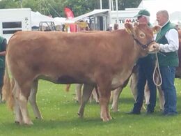 Engkjær Limousine v/Jan Winum Poulsen - Engkjær Jade. Ærespræmie
