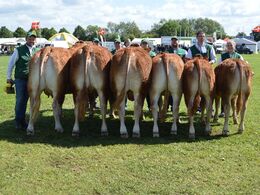 Bøgely Limousine v/Tommy Jessing. Bedste limousine Par. Bedste Limousine Besætnings gruppe  + Interbreed vinder på tværs af racer   Ærespræmie