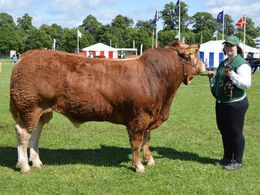 Bøgely Limousine v/Tommy Jessing. Bøgely Mister - Bedste Limousine Handyr, Reserve champion Limousine og 24p.    Ærespræmie