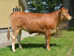 Bøgely Limousine v/Tommy Jessing. Borre Marie - Bedste Yngre kvie.    Ærespræmie.