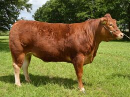 Bøgely Limousine v/Tommy Jessing. Bøgely Luca - Bedste Limousine Ældre kvie -      Ærespræmie