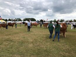 Ærespræmie konkurrence. Domme Lars Kloster