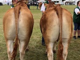 Bedste par fra Damgaard Limousine