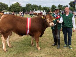 Elmely Napoleon pp fra Allan Lorentzen og Boje Vognstrup    Bedste Limousine tyr, 23 p ærespræmie    Tyren er individafprøvet på Ålestrup