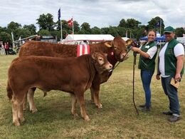 Bøgely Luca fra Tommy Jessing    Bedste yngre ko, reserve champignon, 24 p ærespræmie