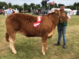 Bøgely Nuca fra Tommy Jessing    Bedste yngre kvie, 23 p ærespræmie