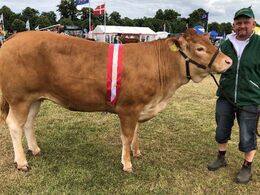Doverodde Meriza fra Flemming Pedersen    Bedste ældre kvie, 23 p ærespræmie