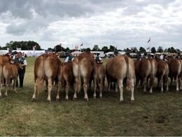 Ærespræmie dyr er op rangeret. Der var ærespræmie til 7 dyr