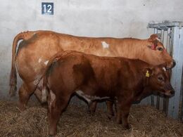 En af flere køer med kalv, som var taget på stald i anledning af ILC-deltagernes besøg