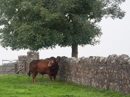 En af McGee farmens avlstyre – bemærk det flotte stendige