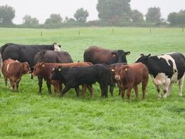 Krydsning af limousine og blåhvidt belgisk kvæg resulterer i dyr med mange forskellige farver