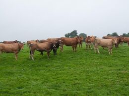 En gruppe store kvier i den brune ende af farveskalaen